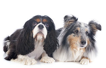 Image showing shetland dog and cavalier king charles