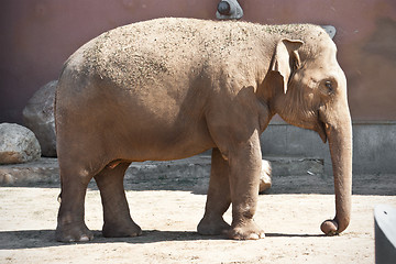 Image showing Elephant