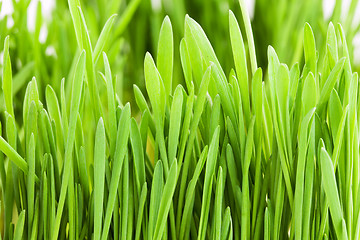 Image showing Green grass