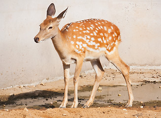 Image showing Deer