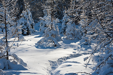 Image showing Winter forest