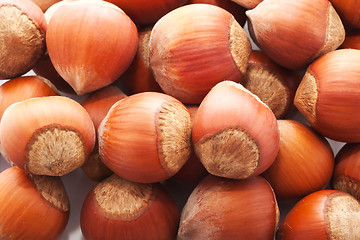 Image showing Hazelnuts or filbert