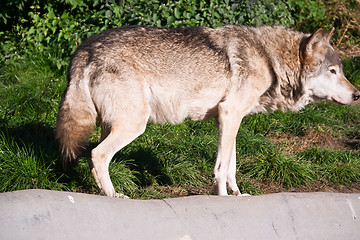 Image showing Wolf