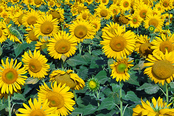 Image showing Sunflowers