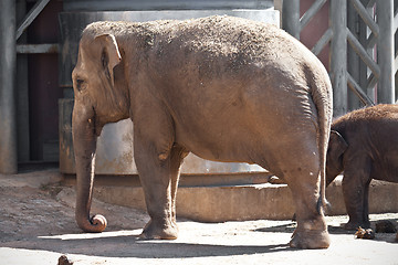 Image showing Elephant