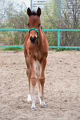 Image showing Horse