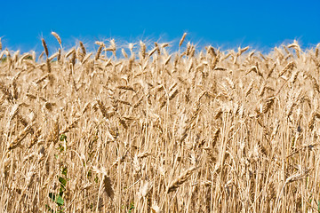 Image showing Wheat field