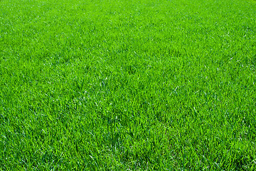 Image showing Green grass