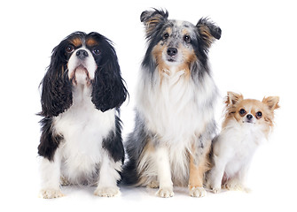 Image showing three dogs