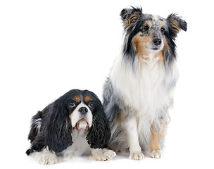 Image showing shetland dog and cavalier king charles