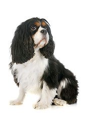 Image showing cavalier king charles