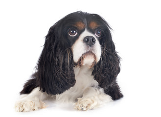 Image showing cavalier king charles