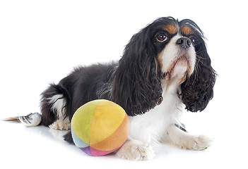 Image showing cavalier king charles