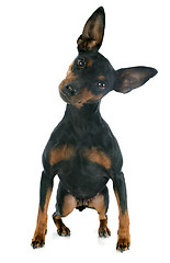 Image showing miniature pinscher