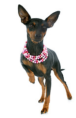 Image showing miniature pinscher