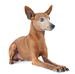 Image showing miniature pinscher