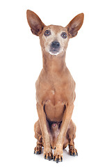 Image showing miniature pinscher