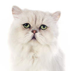 Image showing white persian cat