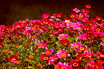 Image showing Flower backgrond , spring bloom