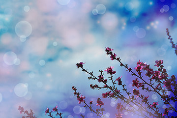 Image showing Flower backgrond , spring bloom