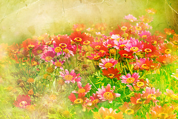 Image showing Flower backgrond , spring bloom
