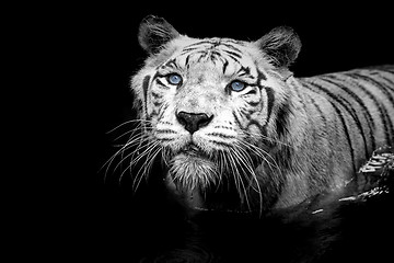 Image showing White Tiger