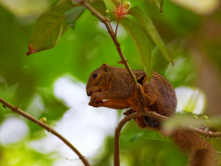 Image showing Red Squirrel