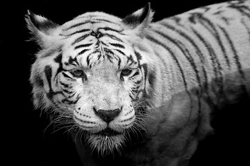 Image showing White Tiger