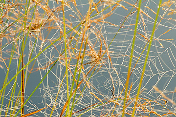 Image showing Cobwebs on the -- the blades of grass with dew drops in the earl