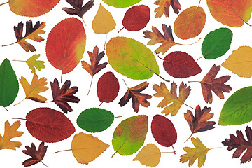 Image showing Autumn leaves with different trees on a white background.