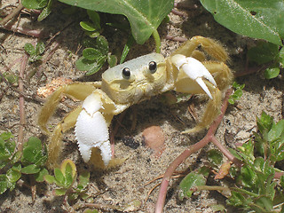 Image showing Crab staring at you