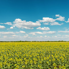 Image showing sunflowers field and blue cloudy sky