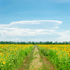 Image showing clouds on blue sky over road in sunflowers field