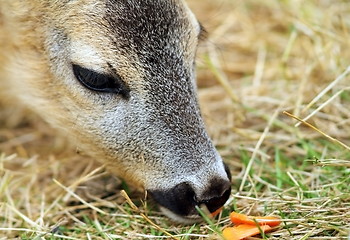 Image showing roe deer being fed with carrots