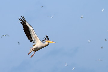 Image showing great pelican flying over the sky