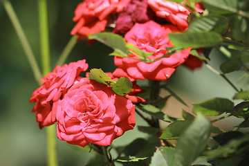 Image showing pink roses in the garden