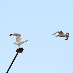 Image showing gulls arguing for electric post