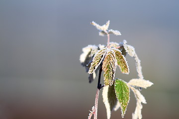 Image showing rime on raspberry leafs