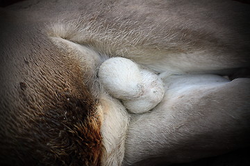 Image showing deer testicles