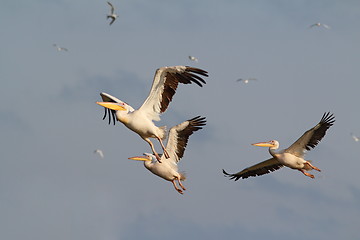 Image showing flock of three pelicans flying