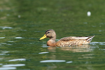 Image showing wild duck on the lake