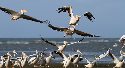 Image showing flock of pelicans taking flight at Sahalin