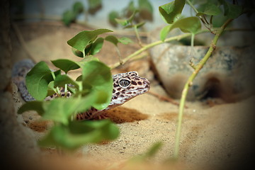 Image showing leopard lizard