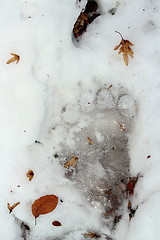 Image showing brown bear trace in ice