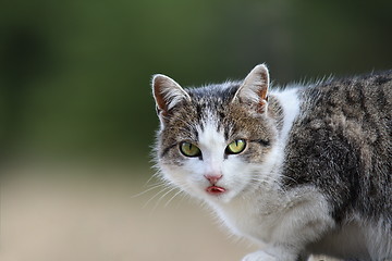 Image showing portrait of a domestic cat