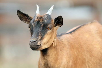 Image showing brown goat ram