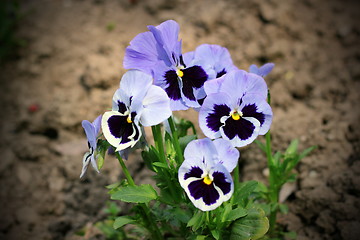 Image showing colorful pansy flowers