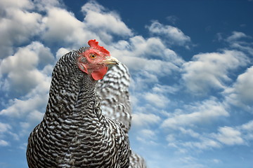 Image showing striped hen blue sky scenic