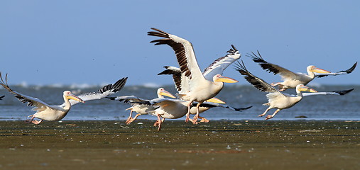 Image showing pelicans taking off from sea shore