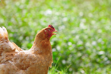 Image showing hen at biofarm